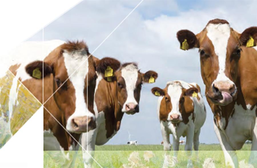 Bericht Nieuwsbrief Brabantse Biodiversiteitsmonitor Melkveehouderij bekijken